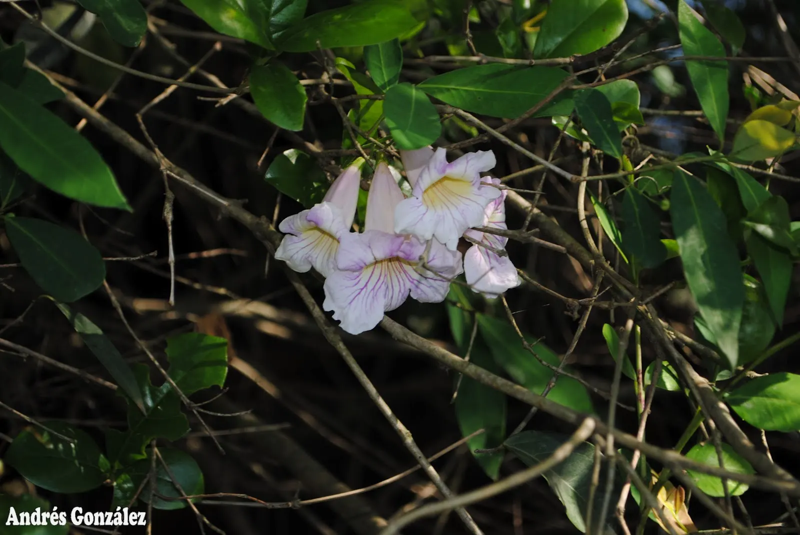 Violet Trumpet Vine (Clytostoma Callistegioides) — it can withstand minimum temperatures of about 20 to 25 degrees Fahrenheit (-6 to -4 degrees Celsius)