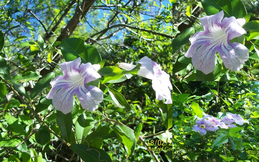 Violet Trumpet Vine (Clytostoma Callistegioides) — Pruning can be done to maintain its shape and encourage denser growth
