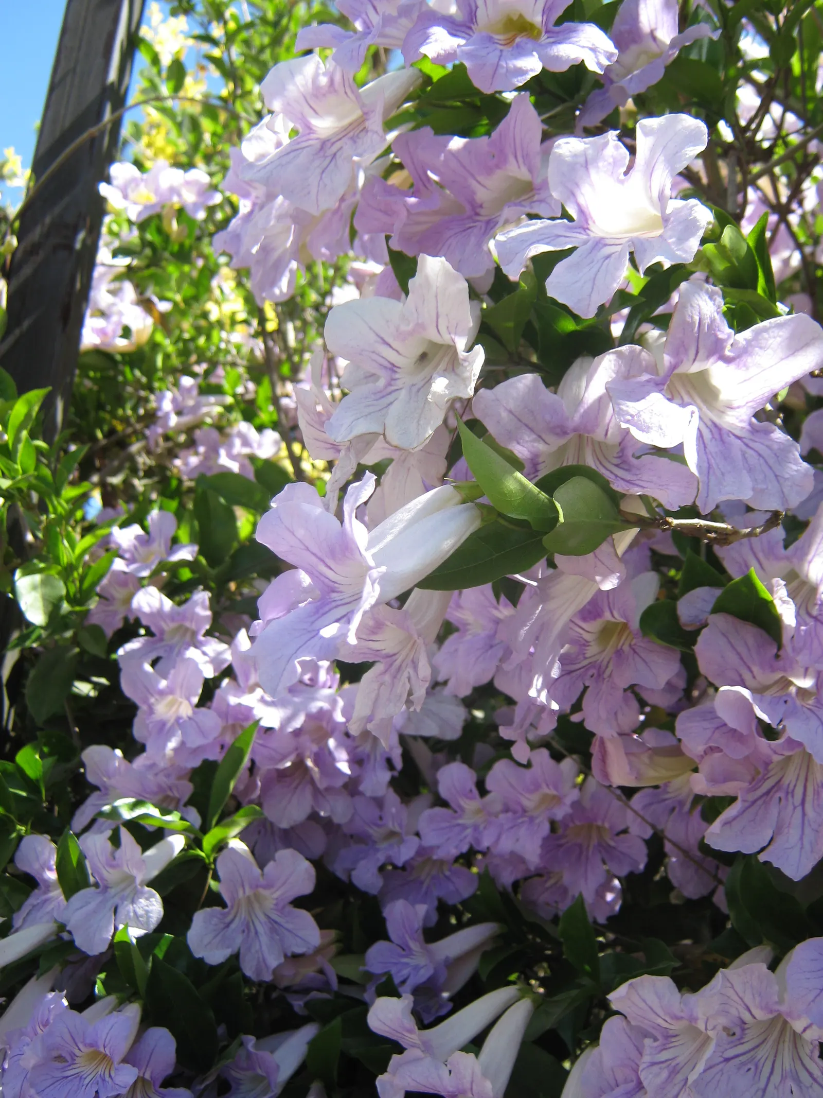 Violet Trumpet Vine (Clytostoma Callistegioides) — adding an additional layer of dynamism and interest.<br><br>For optimal growth