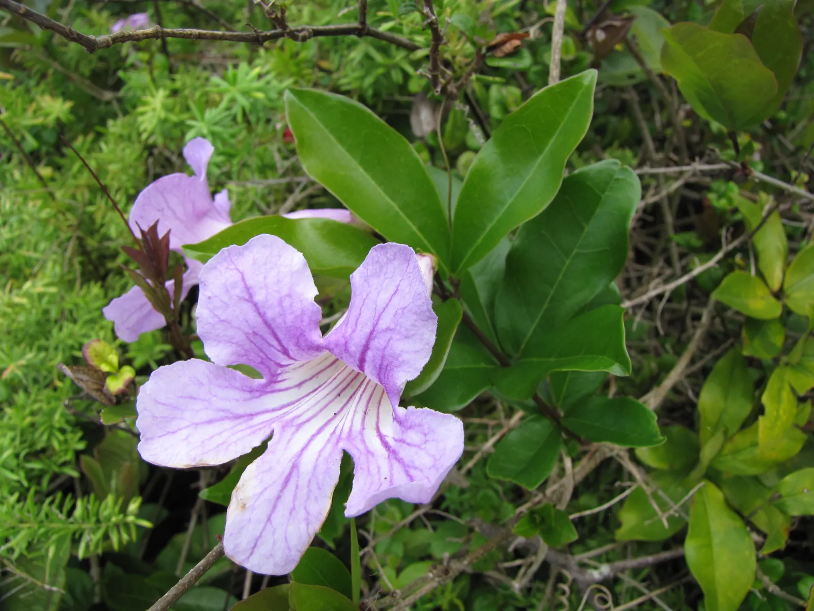 Violet Trumpet Vine (Clytostoma Callistegioides) — Originating from South America