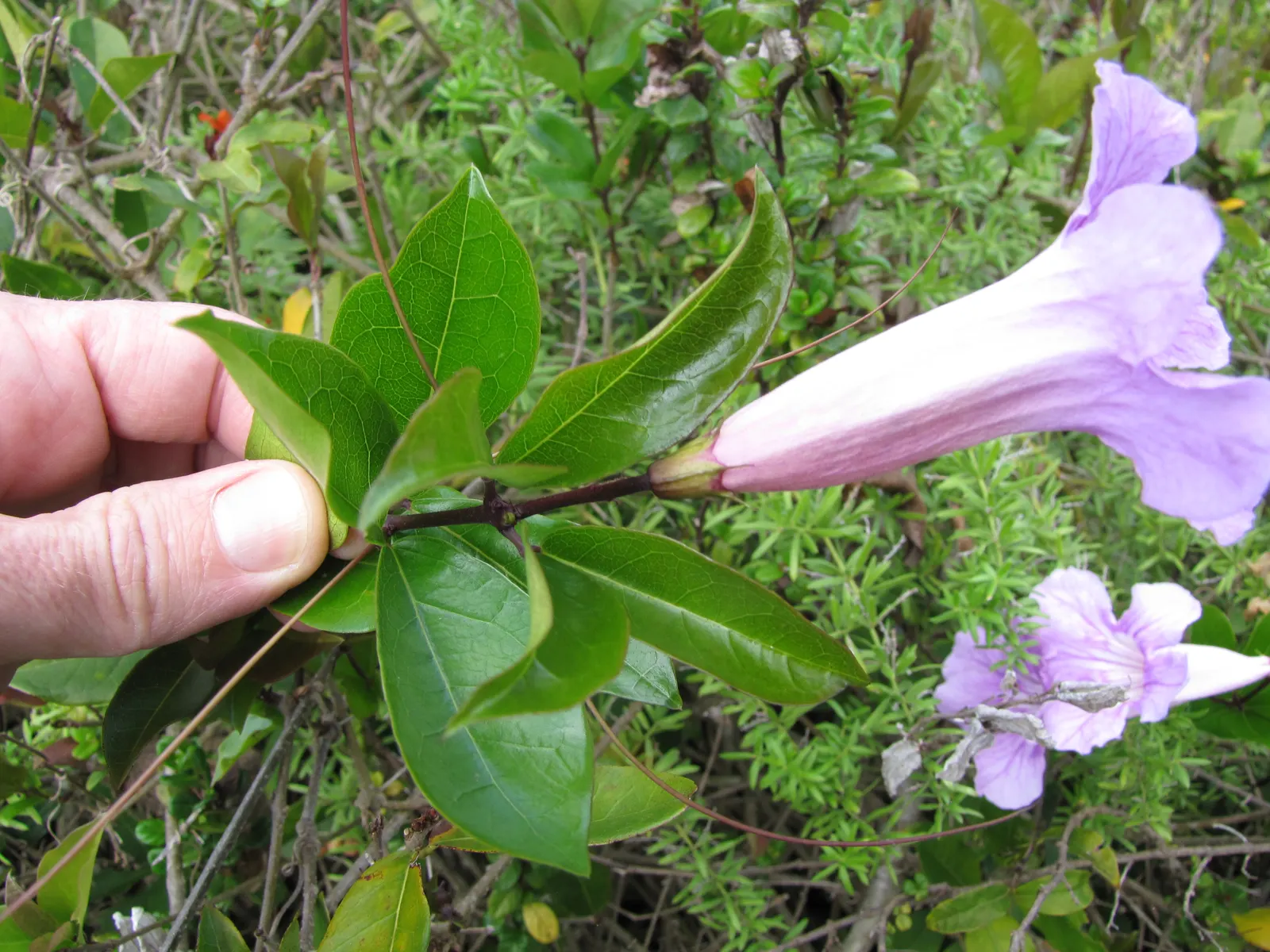 Violet Trumpet Vine (Clytostoma Callistegioides) — This vigorous climber can reach heights of up to 20 feet, thriving in full sun to partial shade
