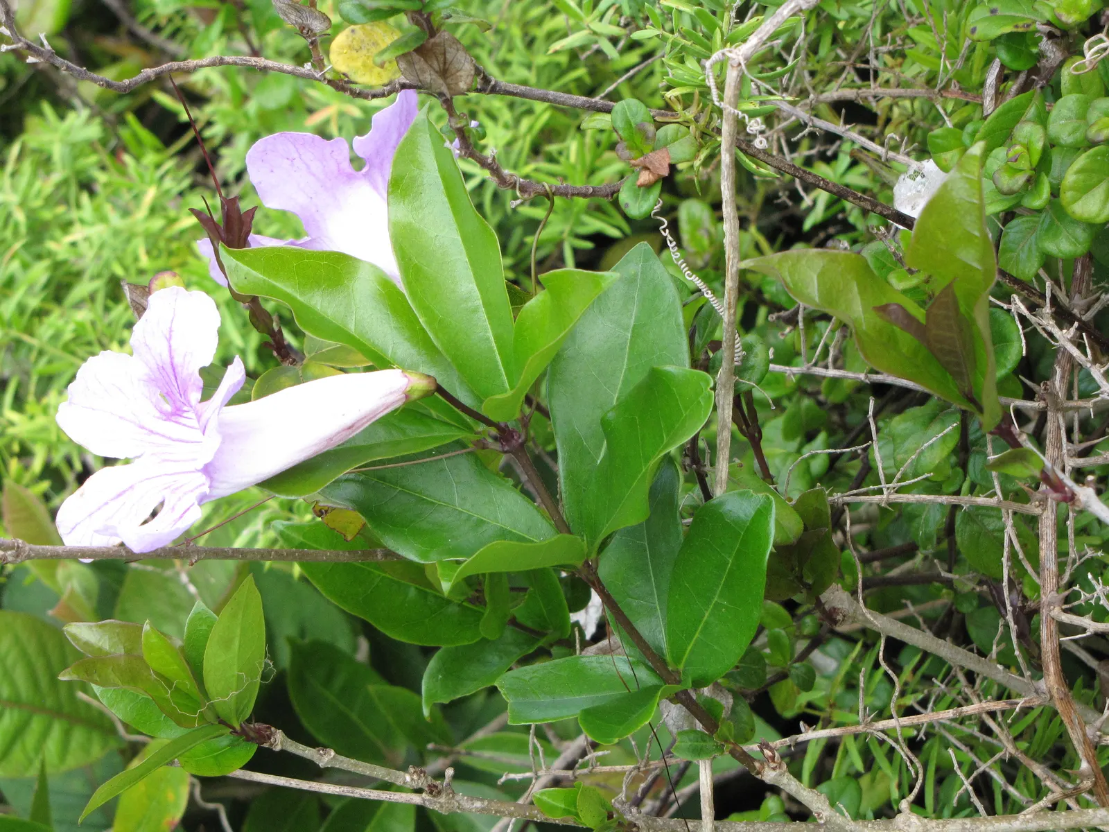 Violet Trumpet Vine (Clytostoma Callistegioides) — The Violet Trumpet Vine (Clytostoma callistegioides) is cherished for its showy lavender blooms