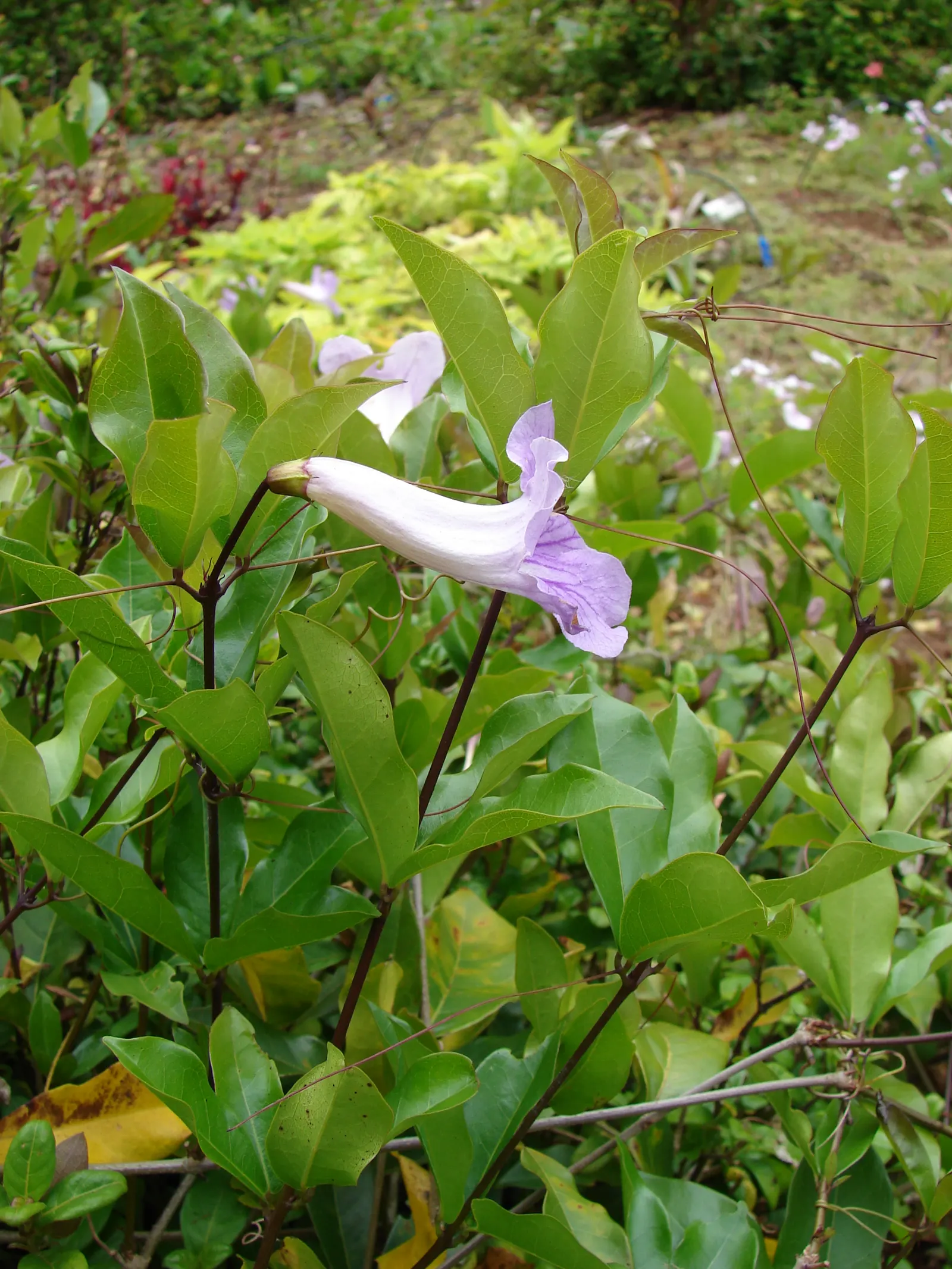 Violet Trumpet Vine (Clytostoma Callistegioides) — Clytostoma callistegioides requires a planting location that offers full sun to partial shade