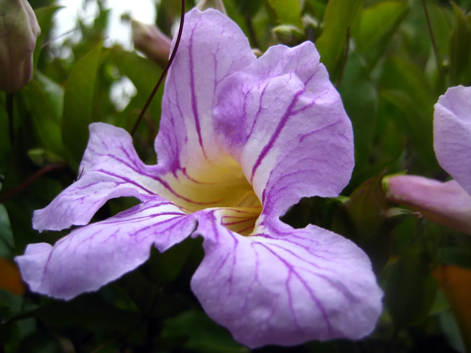 Violet Trumpet Vine (Clytostoma Callistegioides) — is a captivating and vigorous evergreen climber that brings a lush