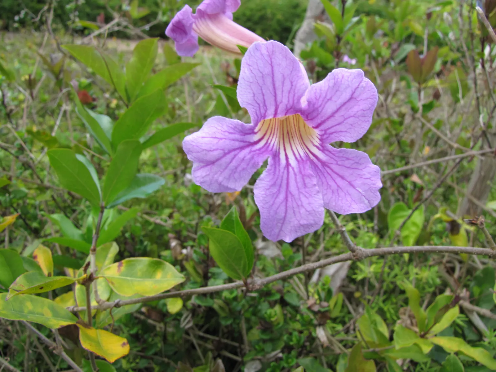 Violet Trumpet Vine (Clytostoma Callistegioides) — a regular watering schedule during its first growing season can help to ensure a robust root system