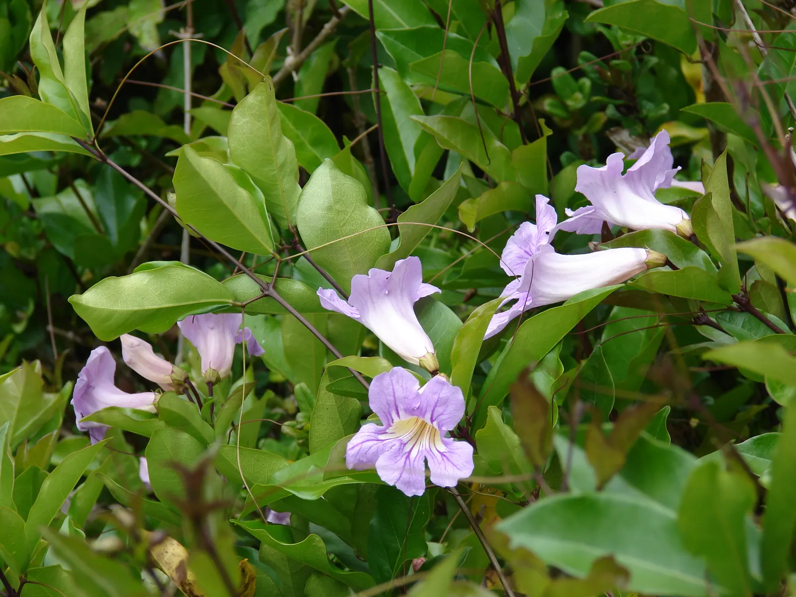 Violet Trumpet Vine (Clytostoma Callistegioides) — scientifically named Clytostoma callistegioides
