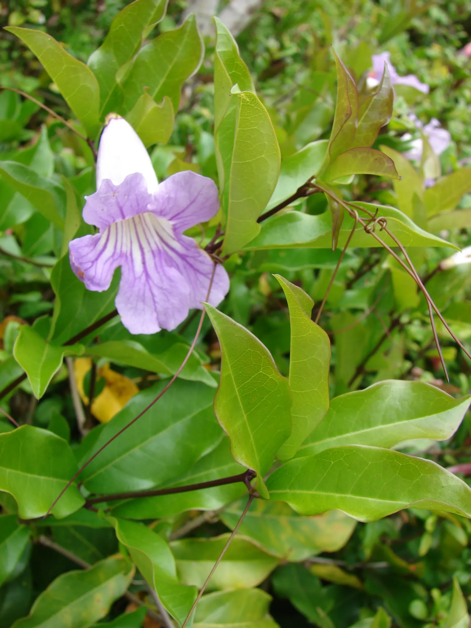 Violet Trumpet Vine (Clytostoma Callistegioides) — usually measuring about 2 to 3 inches in length