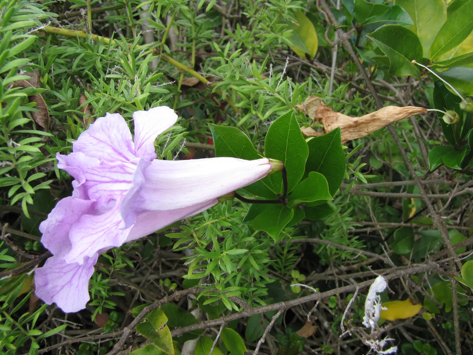 Violet Trumpet Vine (Clytostoma Callistegioides) — attracting hummingbirds and lending a tropical allure to any landscape design