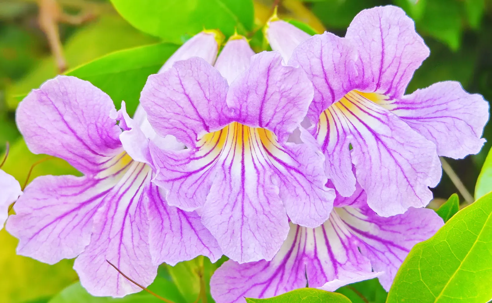 Violet Trumpet Vine (Clytostoma Callistegioides) — and they often attract hummingbirds and other pollinators to the garden