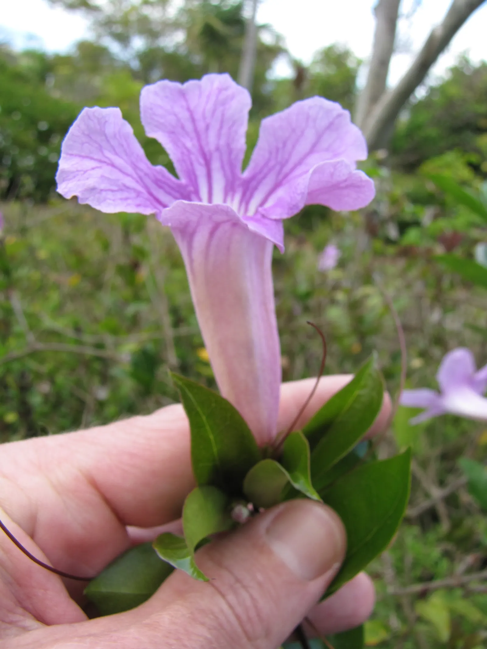 Violet Trumpet Vine (Clytostoma Callistegioides) — often reaching impressive lengths of up to 15 to 20 feet with proper support