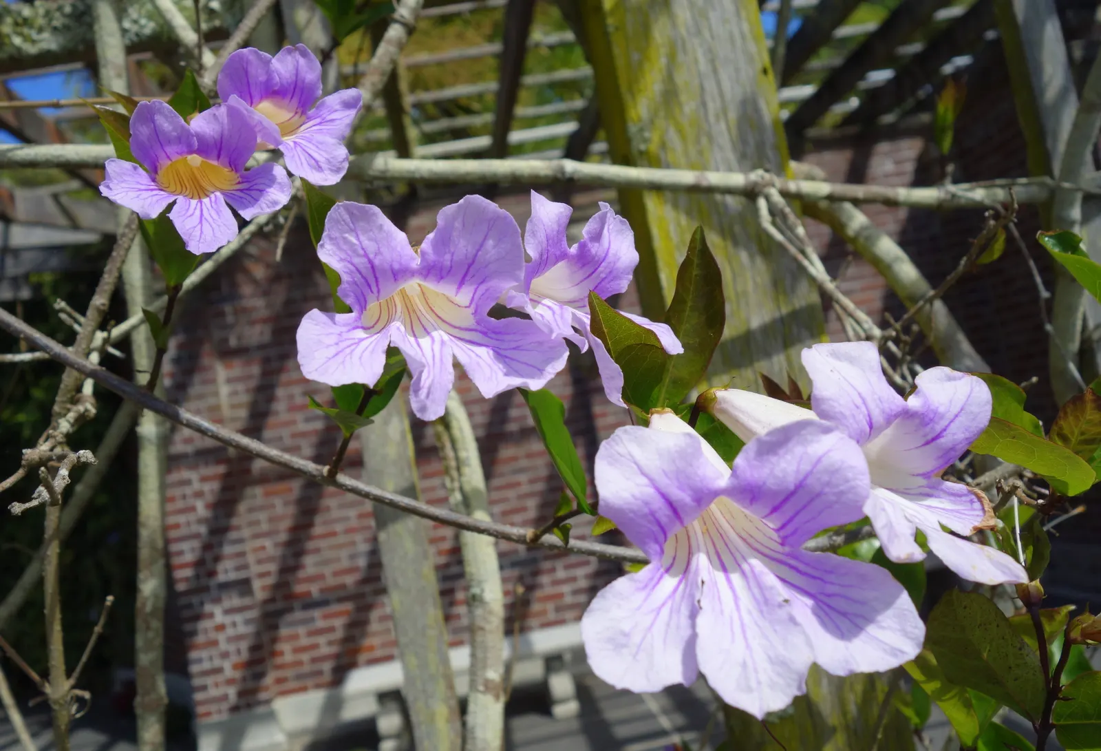 Violet Trumpet Vine (Clytostoma Callistegioides) — this plant is renowned for its striking bell-shaped violet flowers