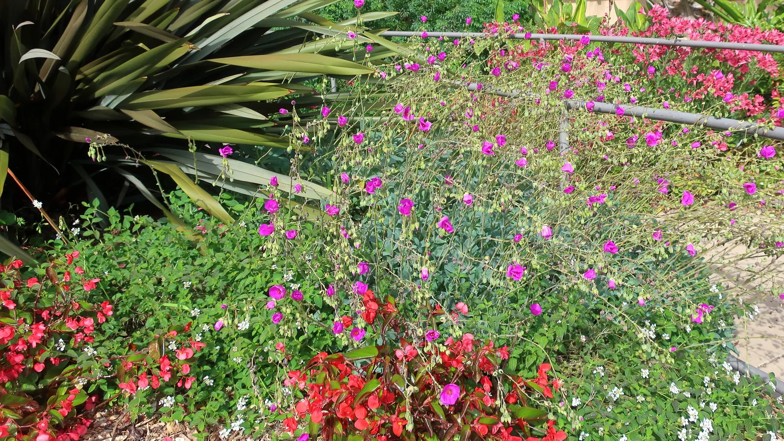 Trailing White Lantana (Lantana Montevidensis 'Alba') — is a groundcover perennial showcasing cascades of white blooms