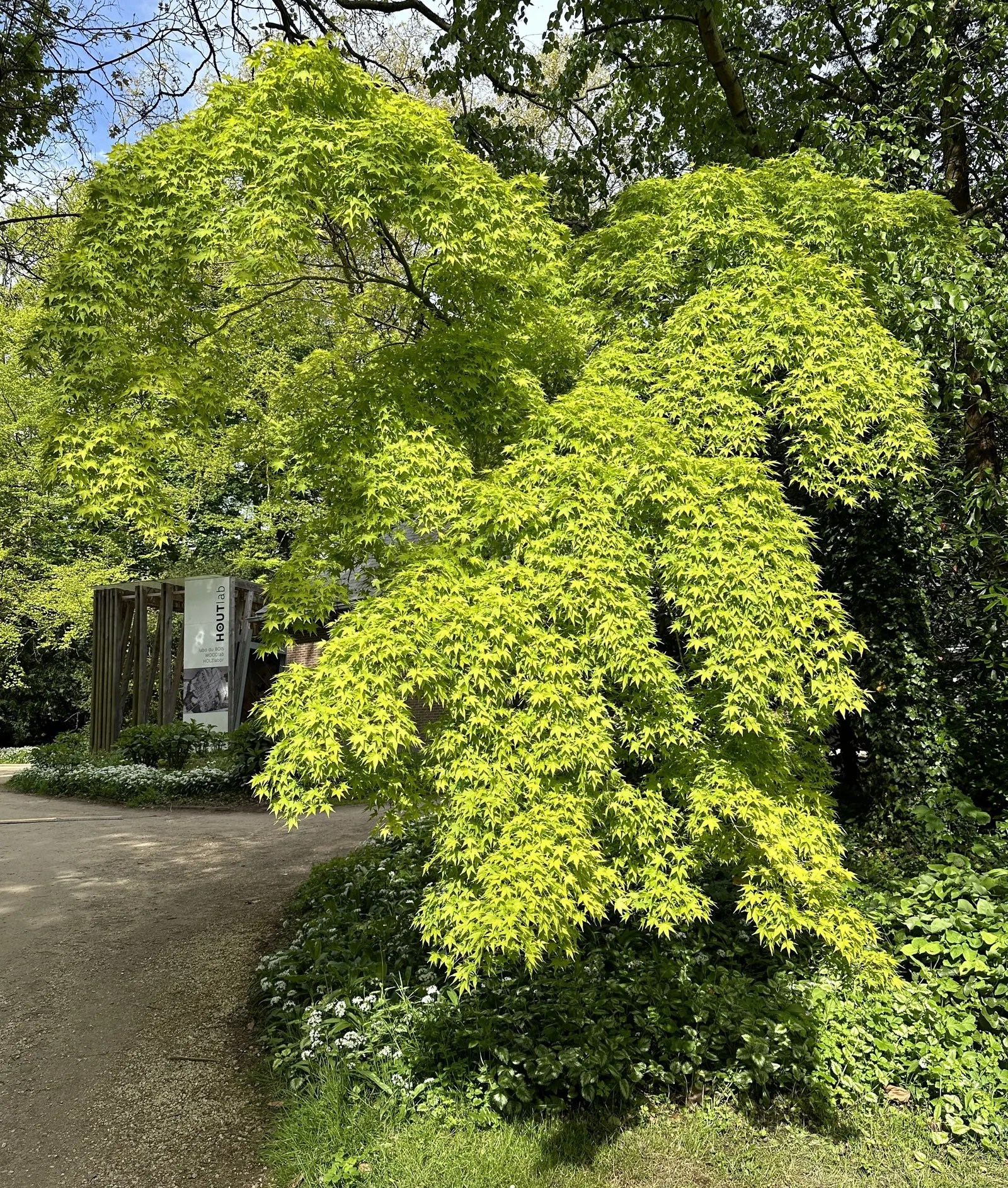 Golden Japanese Maple (Acer Palmatum 'Aureum') — Perfect for accentuating contrast in a garden's color palette