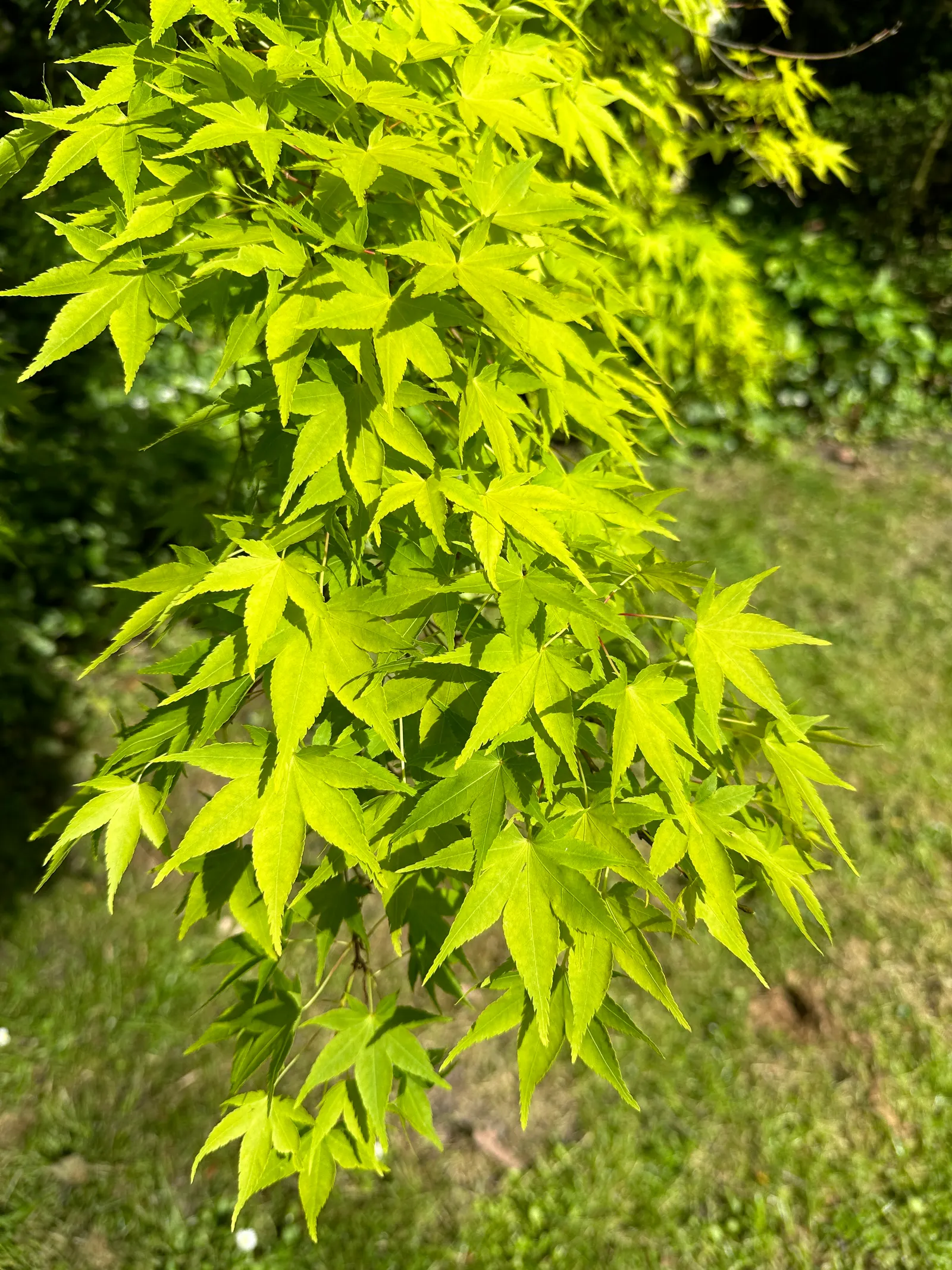 Golden Japanese Maple (Acer Palmatum 'Aureum') — luminescent golden-yellow foliage