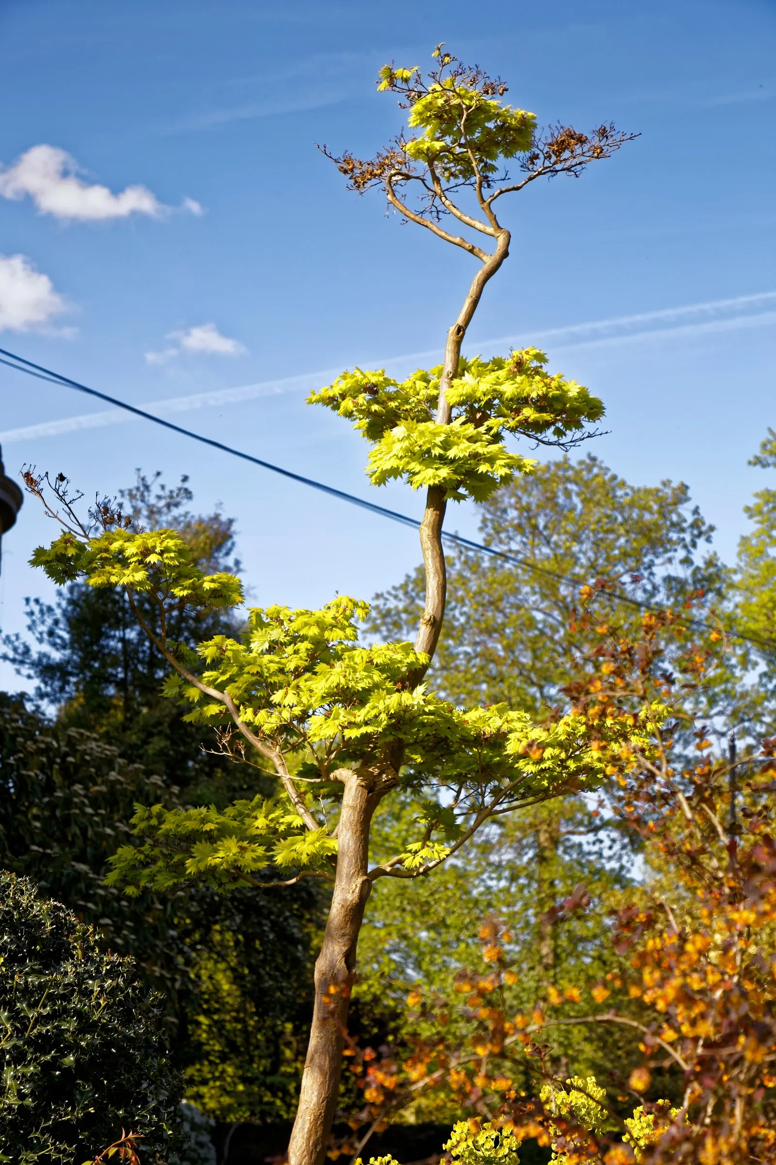 Golden Japanese Maple (Acer Palmatum 'Aureum') — Preferring partial shade, it thrives in well-drained soil