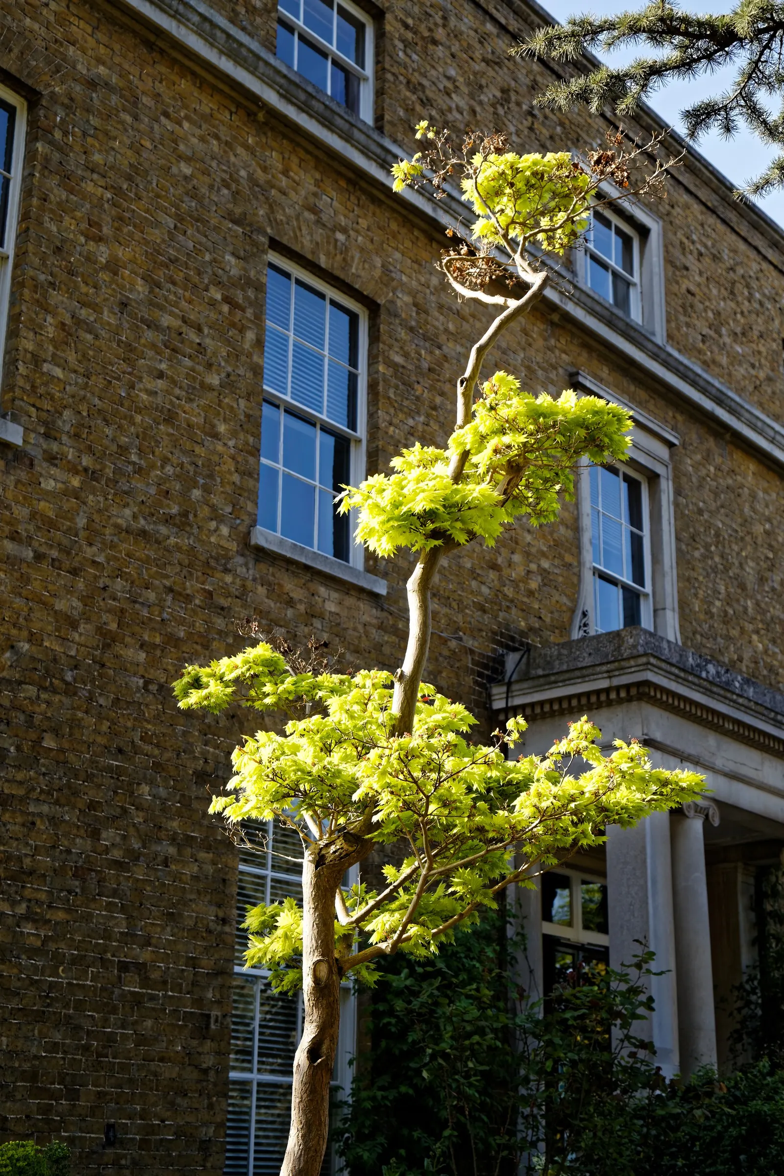 Golden Japanese Maple (Acer Palmatum 'Aureum') — Acer palmatum 'Aureum,' is a captivating specimen