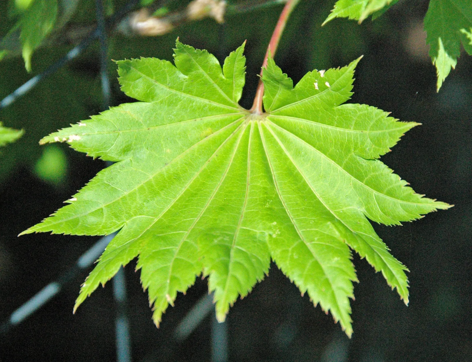 Golden Japanese Maple (Acer Palmatum 'Aureum') — stands out as an exquisite focal point in any garden design with its unique