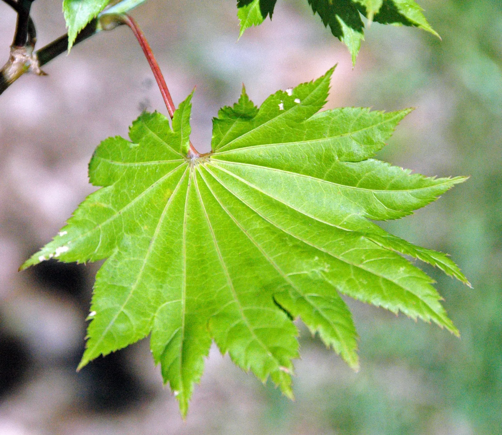 Golden Japanese Maple (Acer Palmatum 'Aureum') — This small deciduous tree reaches an elegant height of 10-15 feet with a similar spread