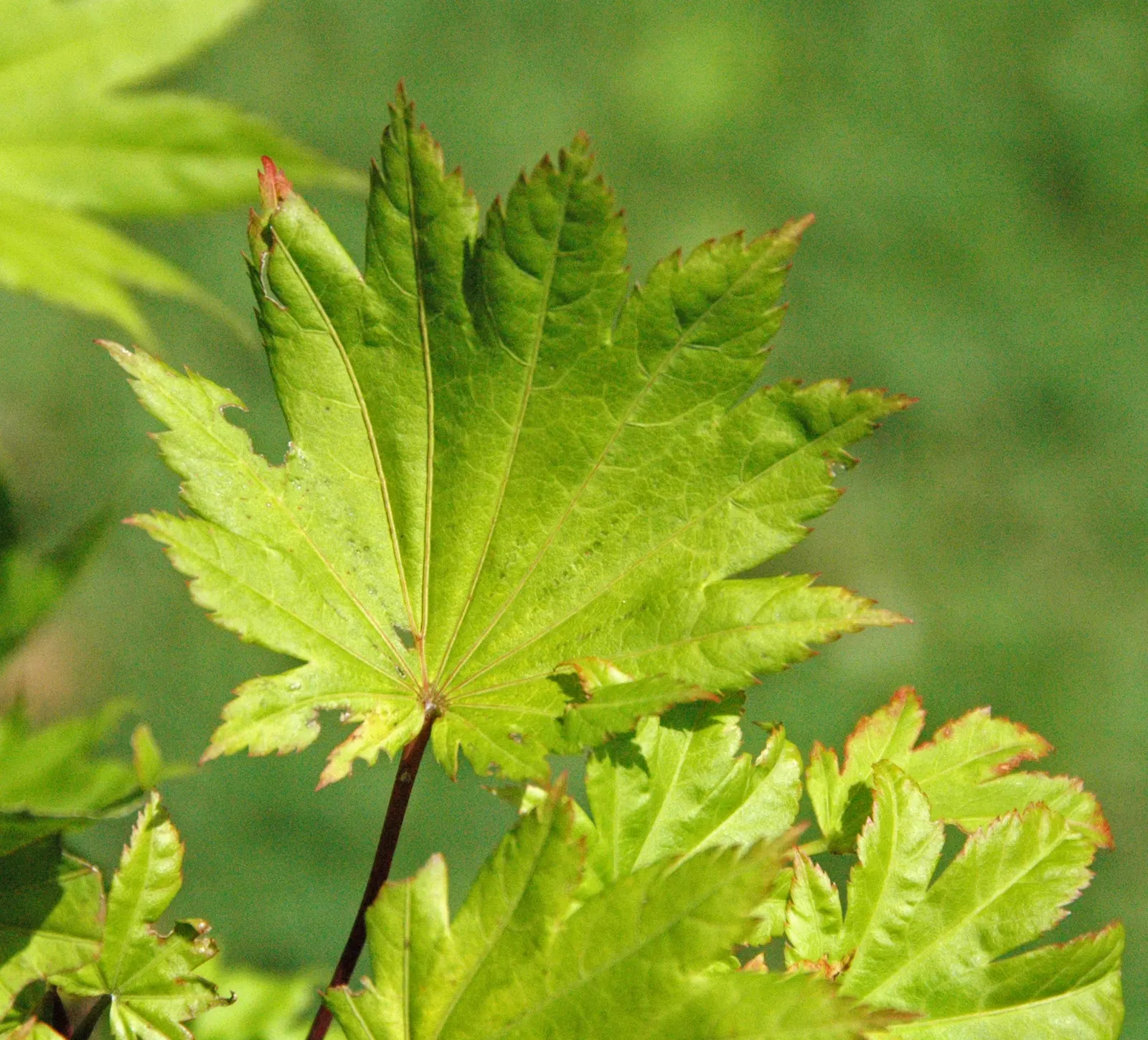 Golden Japanese Maple (Acer Palmatum 'Aureum') — prized for its unique golden-yellow foliage