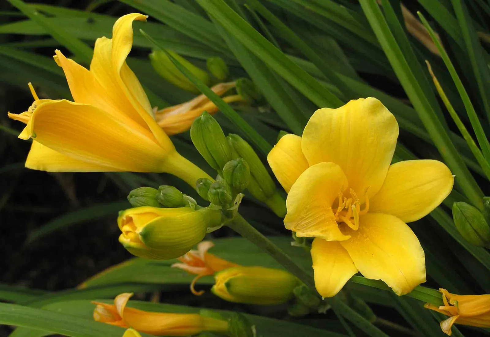 Stella De Oro Daylily (Hemerocallis 'Stella De Oro') — is a perennial favorite among landscape designs due to its vibrant color and extended blooming period