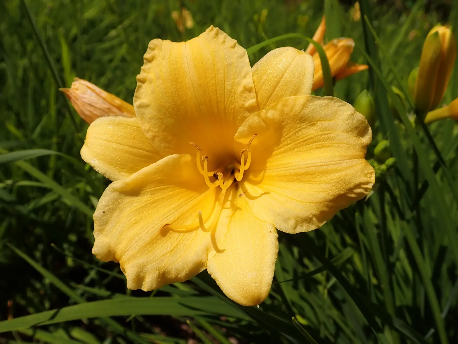 Stella De Oro Daylily (Hemerocallis 'Stella De Oro') — Each blossom unfolds for just one day