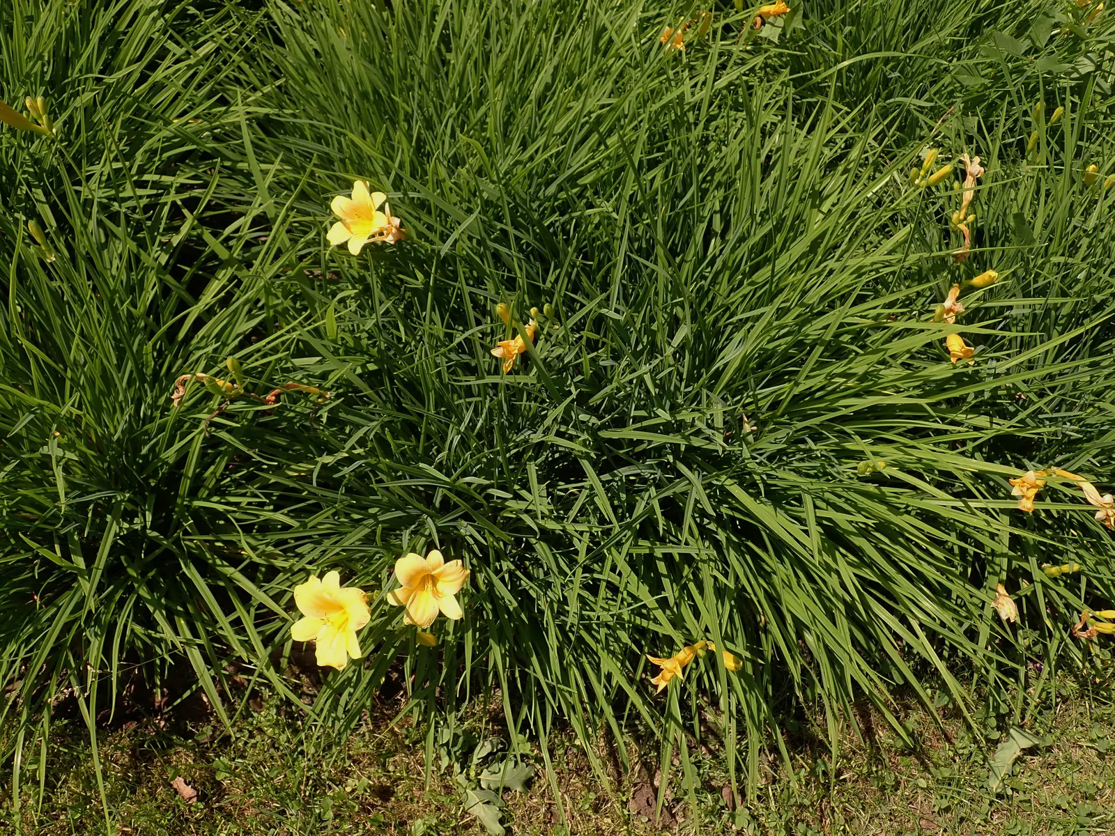 Stella De Oro Daylily (Hemerocallis 'Stella De Oro') — and edging where its dense foliage of strap-like