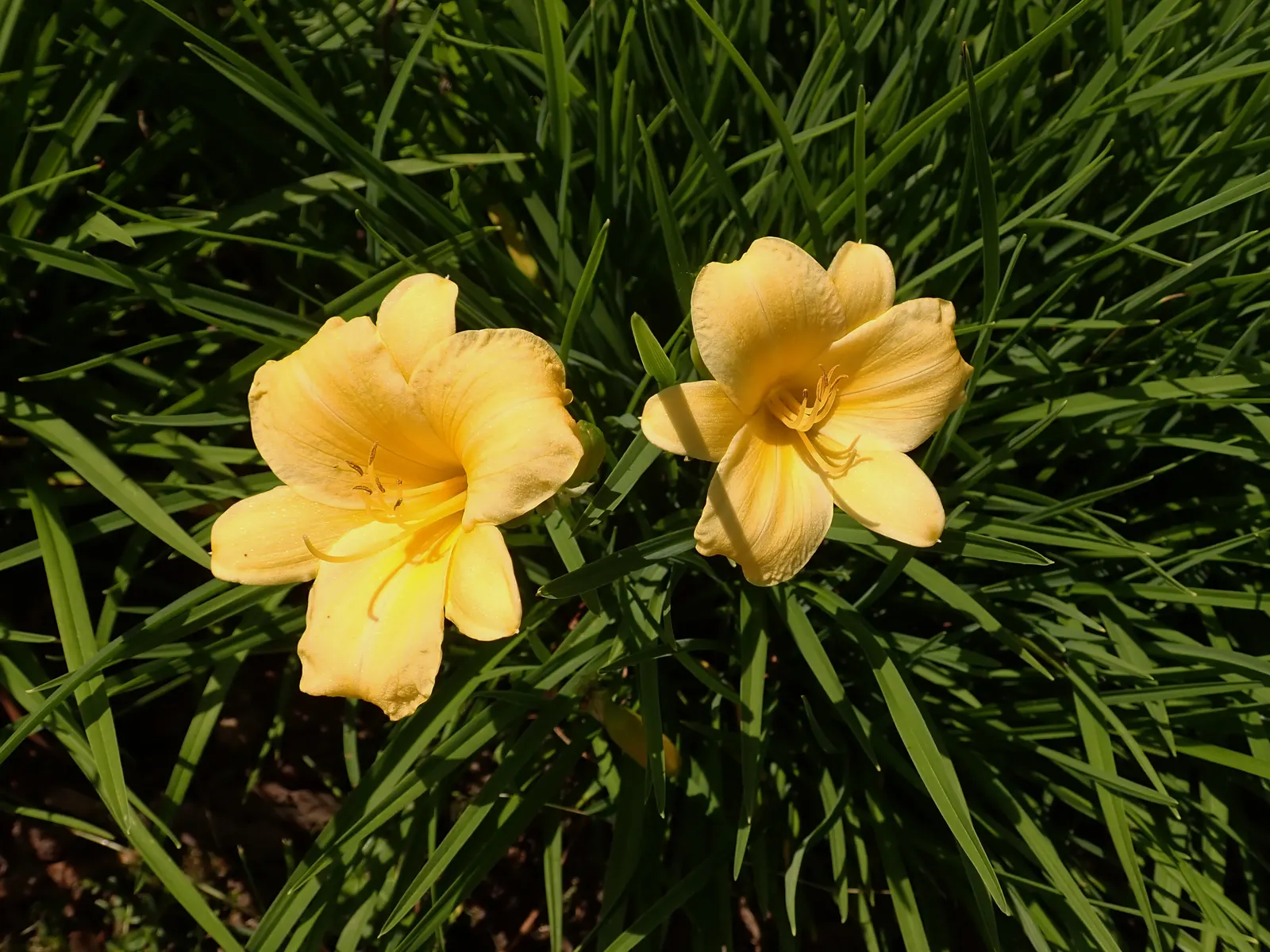 Stella De Oro Daylily (Hemerocallis 'Stella De Oro') — yet this resilient plant continues to produce new blooms for a remarkably long stretch