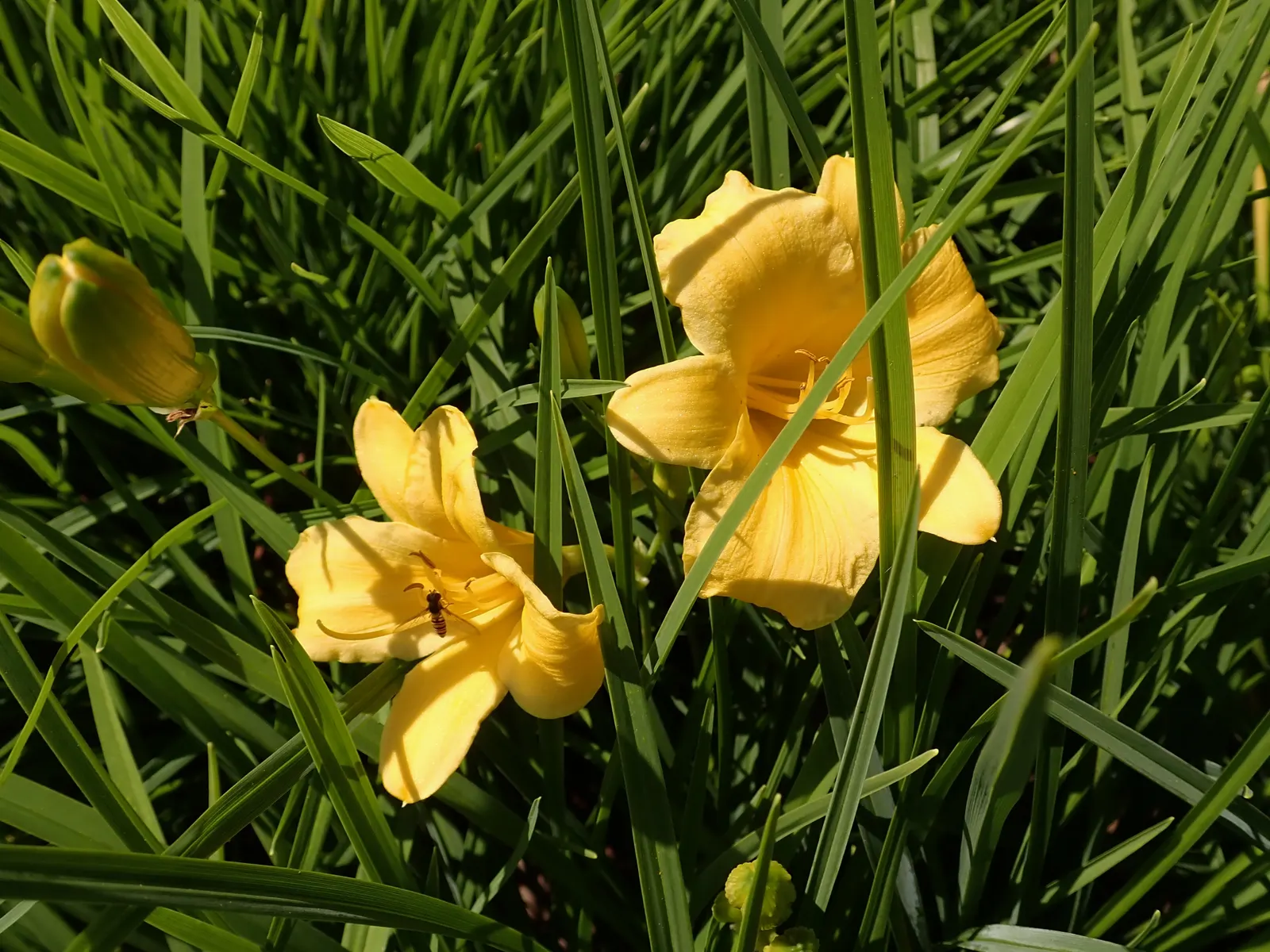 Stella De Oro Daylily (Hemerocallis 'Stella De Oro') — arching green leaves can create lush