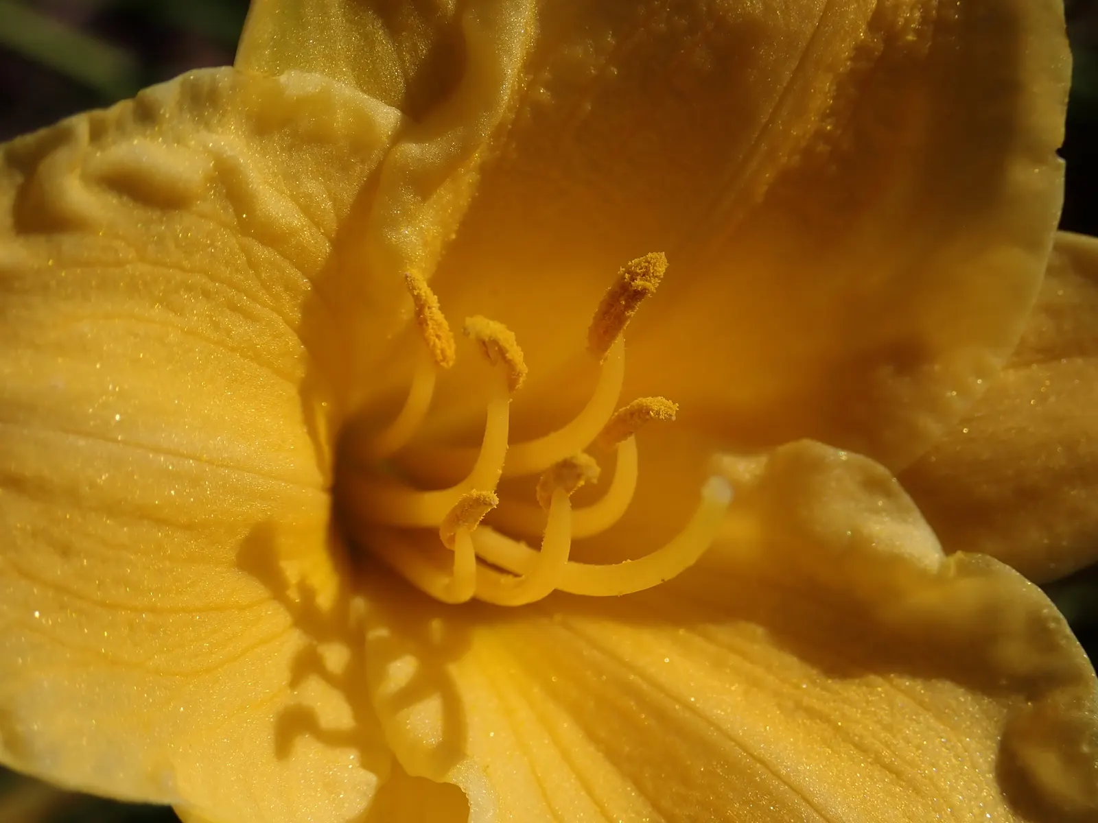 Stella De Oro Daylily (Hemerocallis 'Stella De Oro') — Profuse, golden-yellow blooms of 2.75 inches wide grace this plant throughout summer