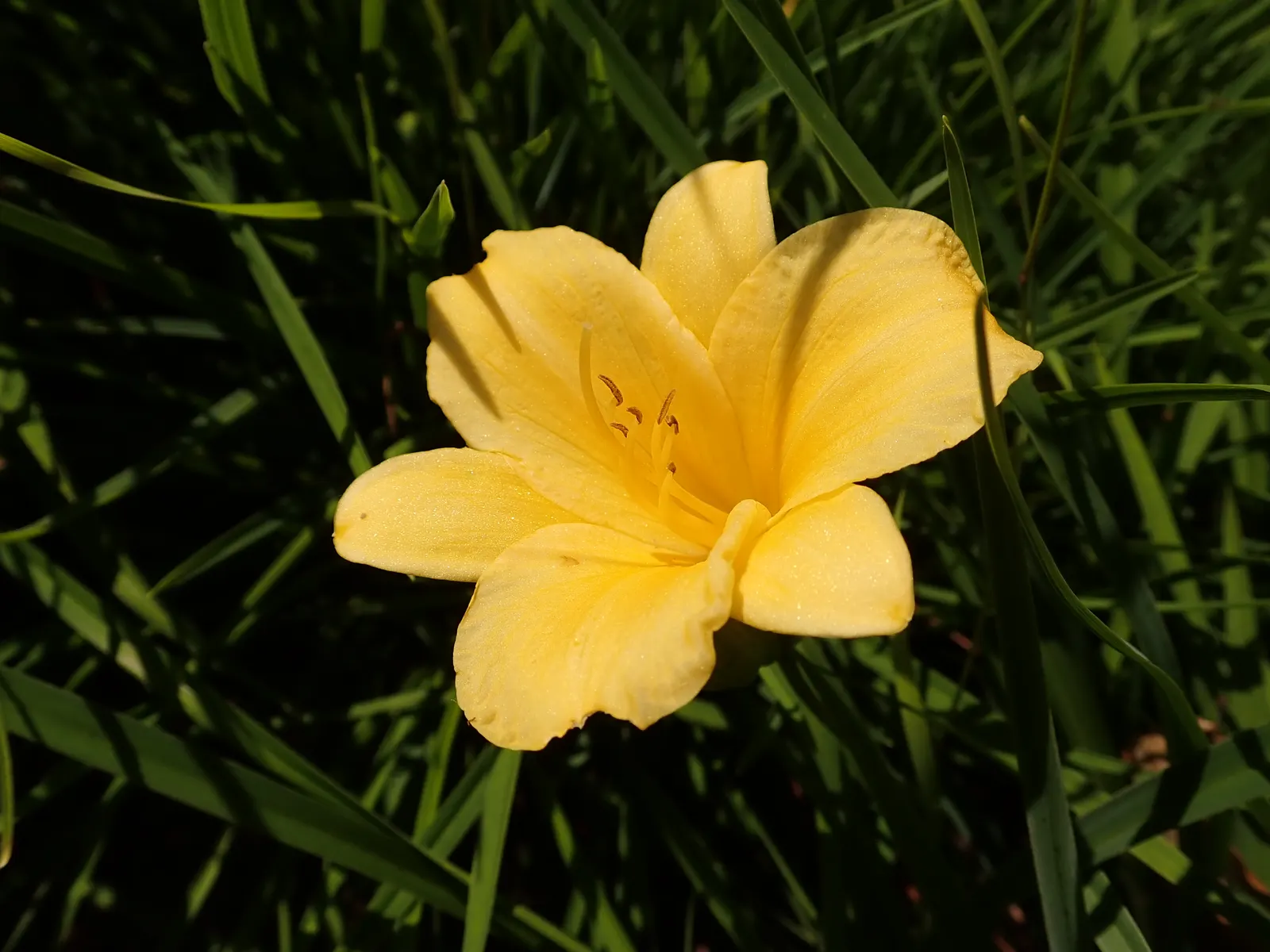 Stella De Oro Daylily (Hemerocallis 'Stella De Oro') — making it an excellent choice for border fronts