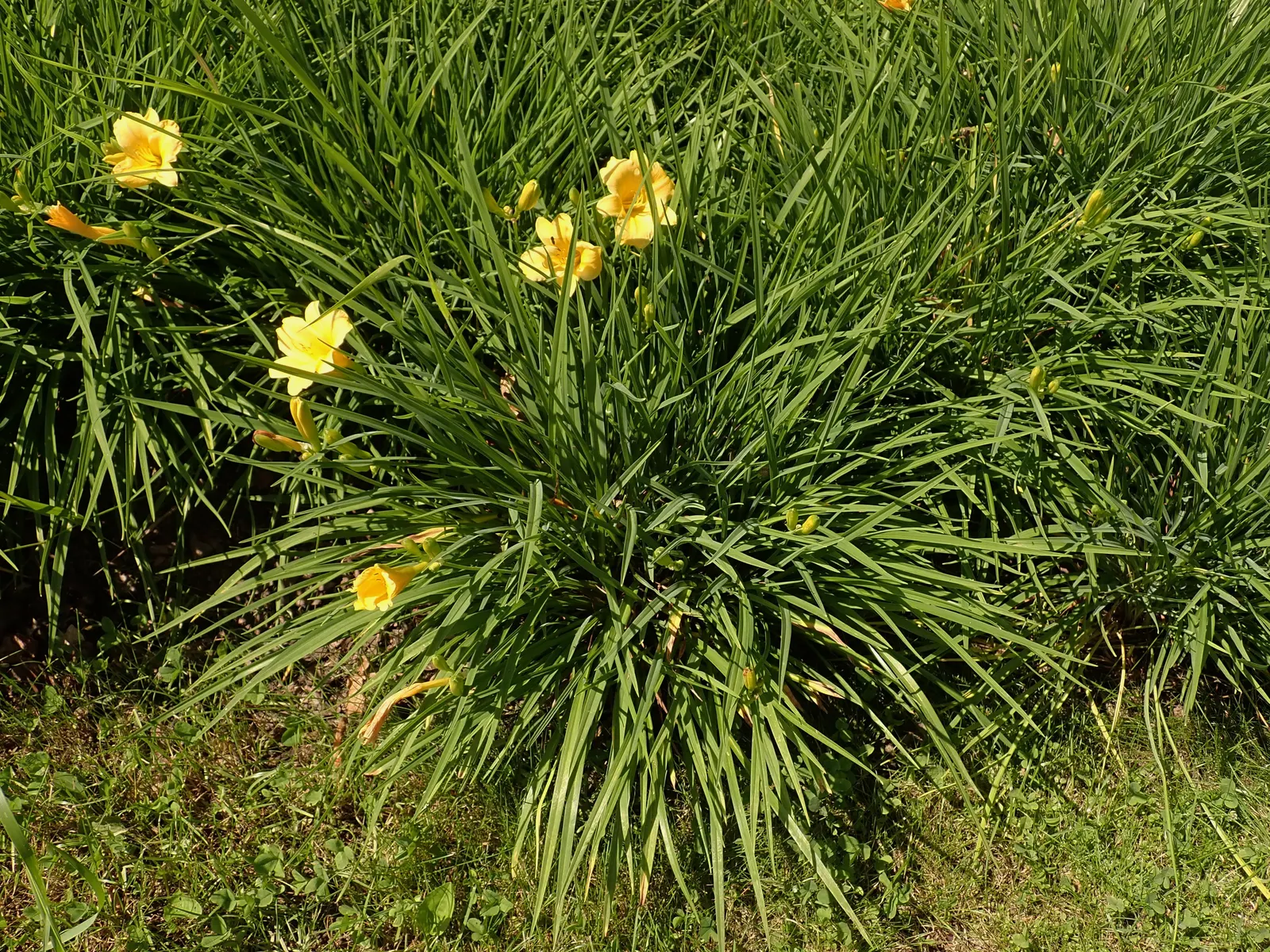 Stella De Oro Daylily (Hemerocallis 'Stella De Oro') — Plant it in well-drained soil with a pH ranging from slightly acidic to slightly alkaline