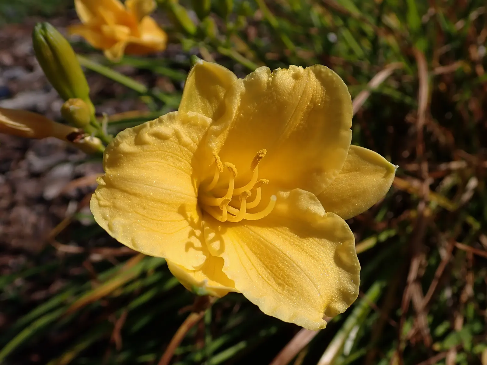 Stella De Oro Daylily (Hemerocallis 'Stella De Oro') — This daylily thrives in full sun to light shade