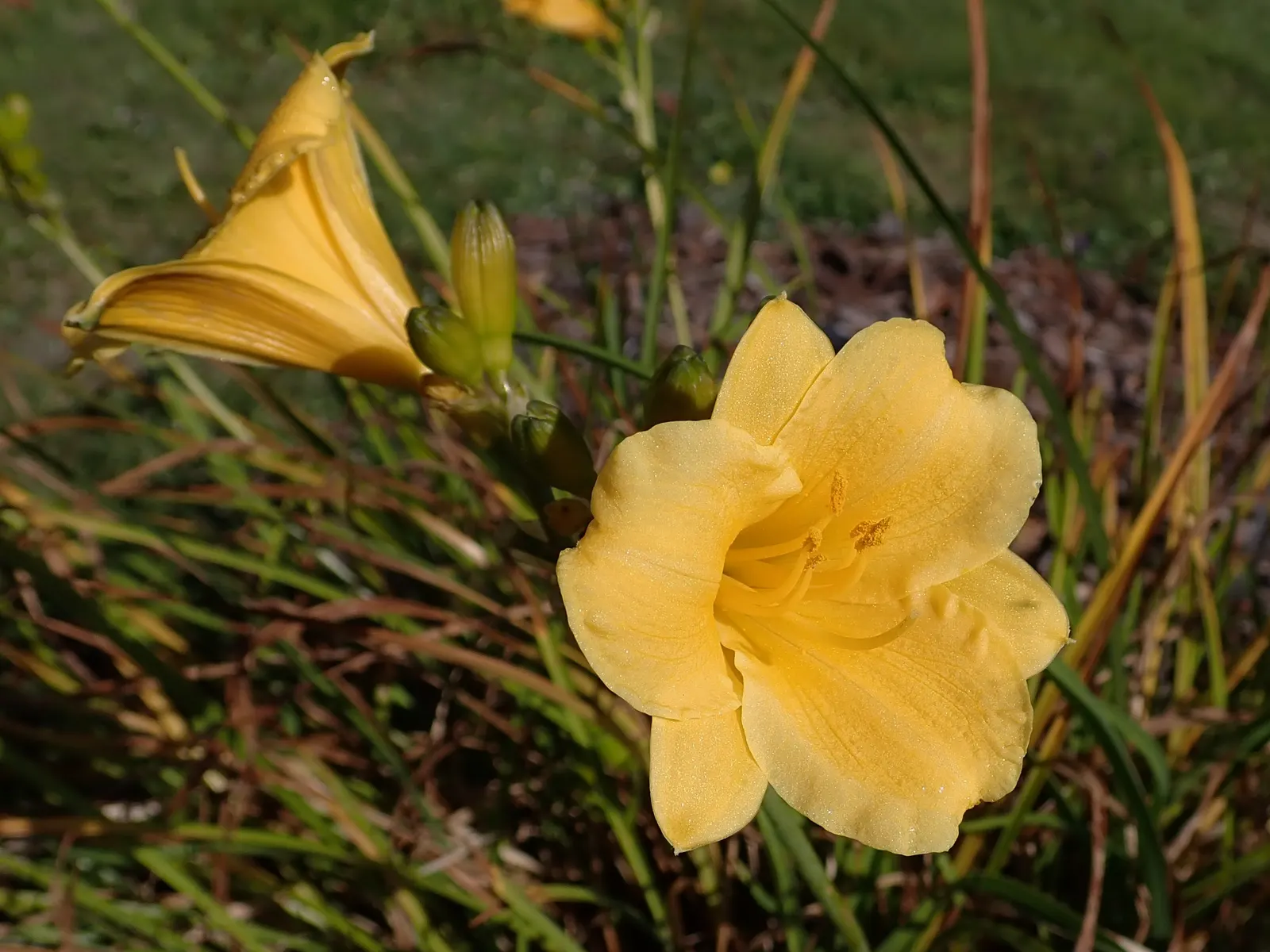 Stella De Oro Daylily (Hemerocallis 'Stella De Oro') — It reaches up to 12 inches in height with a 15 to 18-inch spread