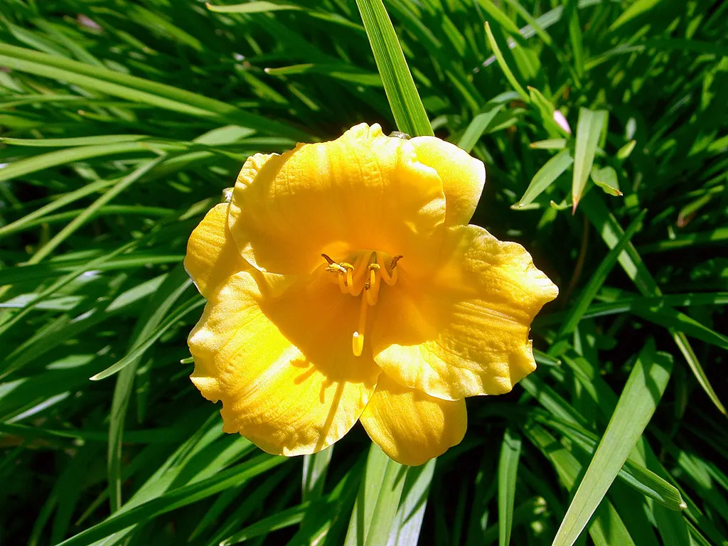 Stella De Oro Daylily (Hemerocallis 'Stella De Oro') — The foliage is grass-like, adding texture to your landscape even when not in bloom