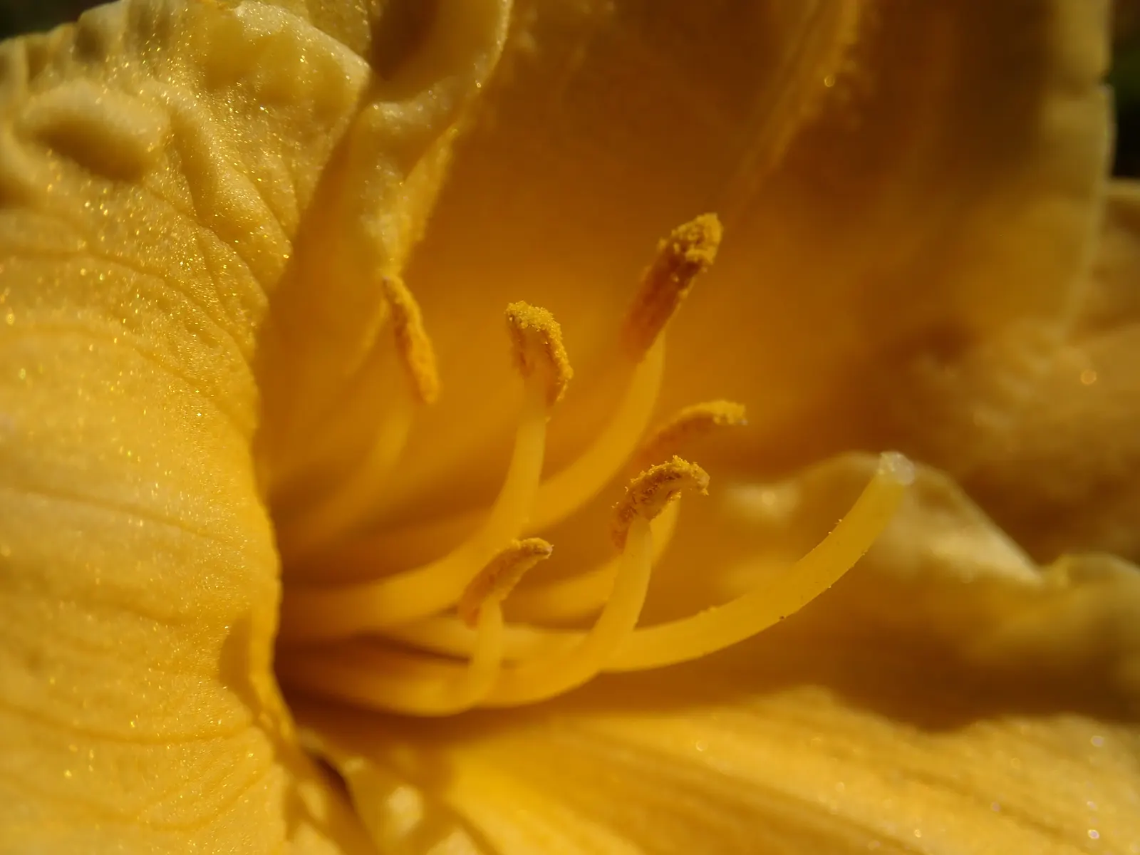 Stella De Oro Daylily (Hemerocallis 'Stella De Oro') — Hardy in USDA Zones 3-9, it thrives in full sun to partial shade, requiring minimal maintenance