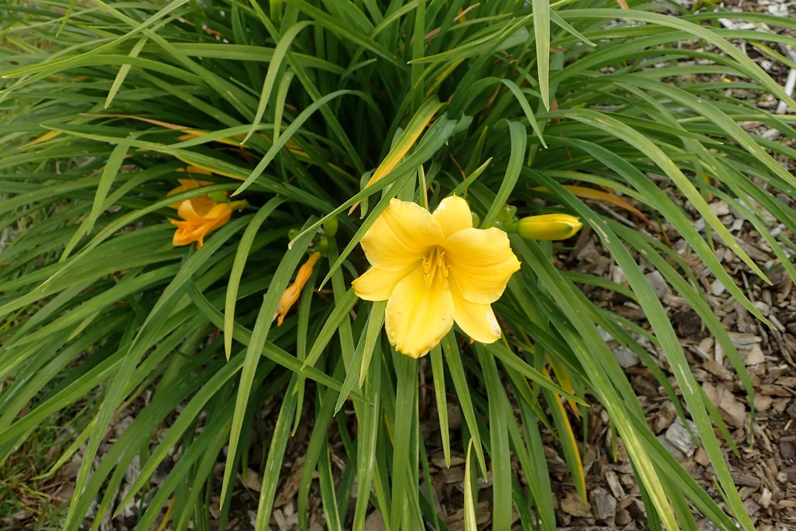 Stella De Oro Daylily (Hemerocallis 'Stella De Oro') — golden-yellow flowers that measure approximately 2.75 inches across