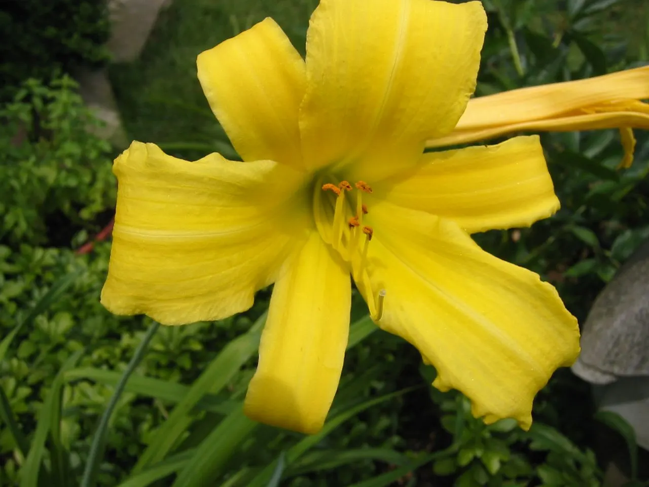 Stella De Oro Daylily (Hemerocallis 'Stella De Oro') — This cultivar features a profusion of trumpet-shaped