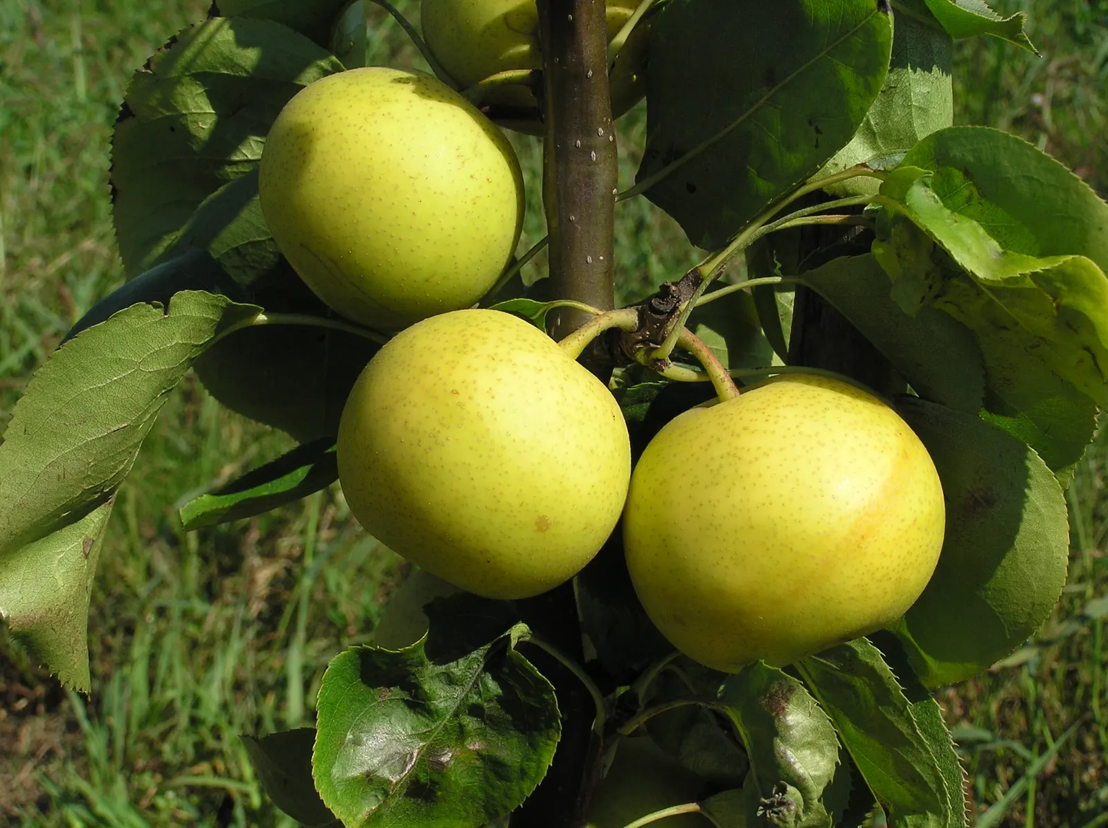 Chinese Sand Pear (Pyrus Pyrifolia 'Shinseiki') — this Chinese Sand Pear produces round
