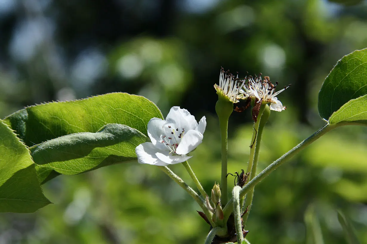 Chinese Sand Pear (Pyrus Pyrifolia 'Shinseiki') — and juicy yellow fruits by late summer