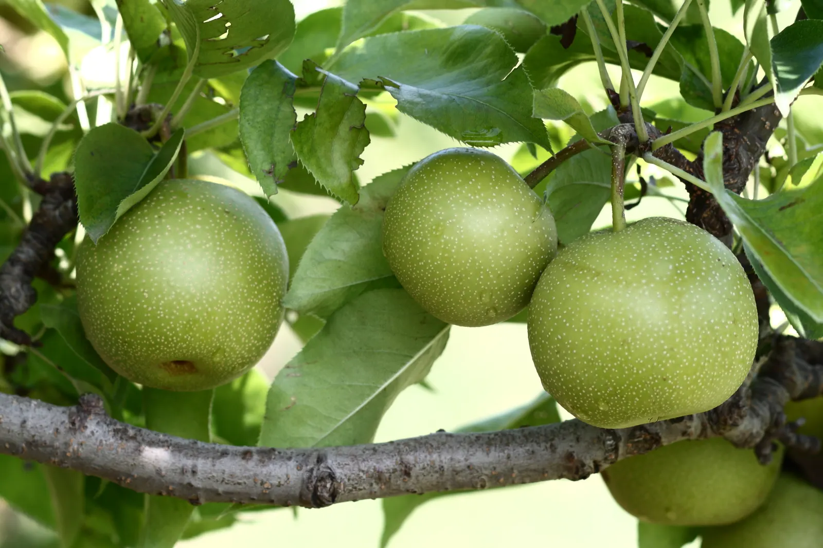 Chinese Sand Pear (Pyrus Pyrifolia 'Shinseiki') — The Pyrus pyrifolia 'Shinseiki' is a deciduous fruit tree, typically reaching 10-20 ft with an equal spread