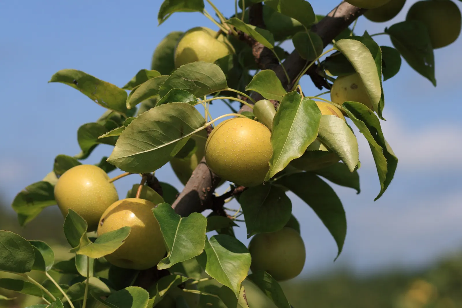 Chinese Sand Pear (Pyrus Pyrifolia 'Shinseiki') — Known for its attractive white spring blossoms and glossy green leaves