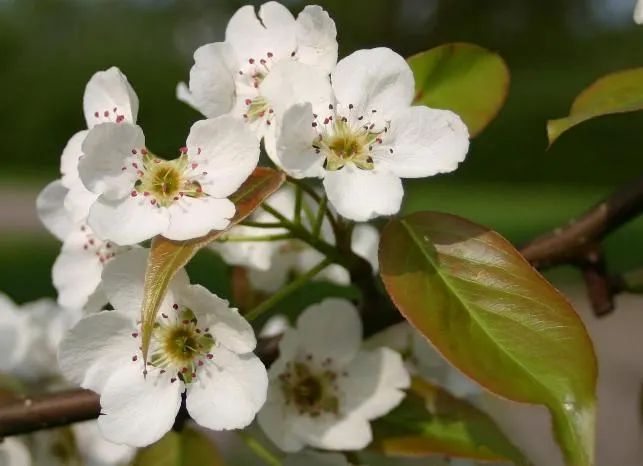 Chinese Sand Pear (Pyrus Pyrifolia 'Shinseiki') — It prefers full sun and well-drained soil