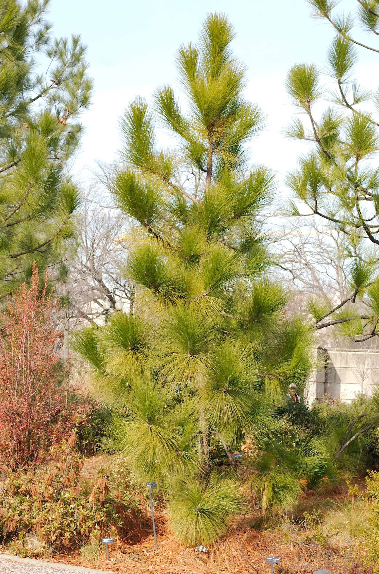 Longleaf Pine (Pinus Palustris) — With a lifespan that can exceed 300 years; the Longleaf Pine becomes a magnificent specimen