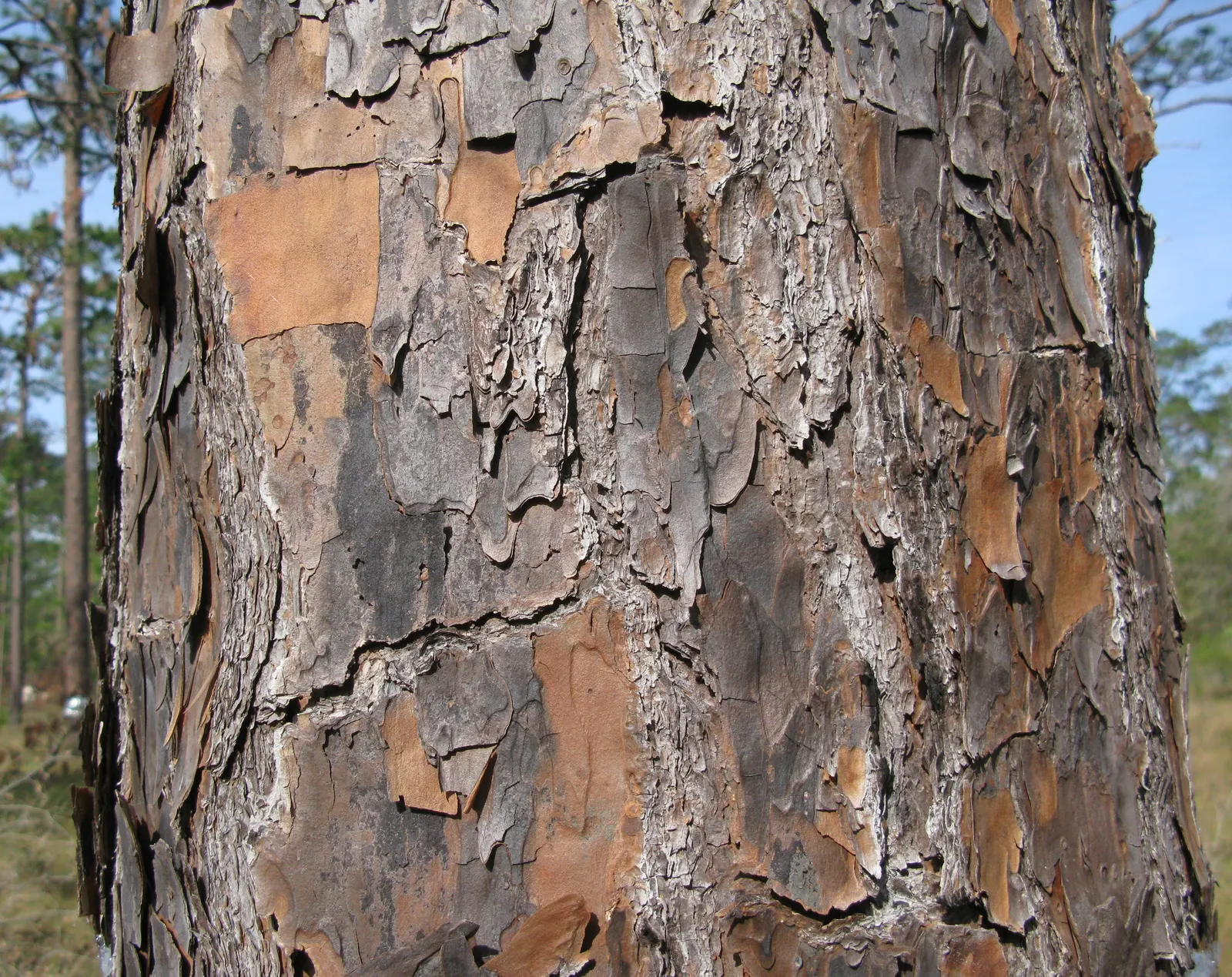 Longleaf Pine (Pinus Palustris) — with a canopy spread of up to 40 feet at maturity, image 35