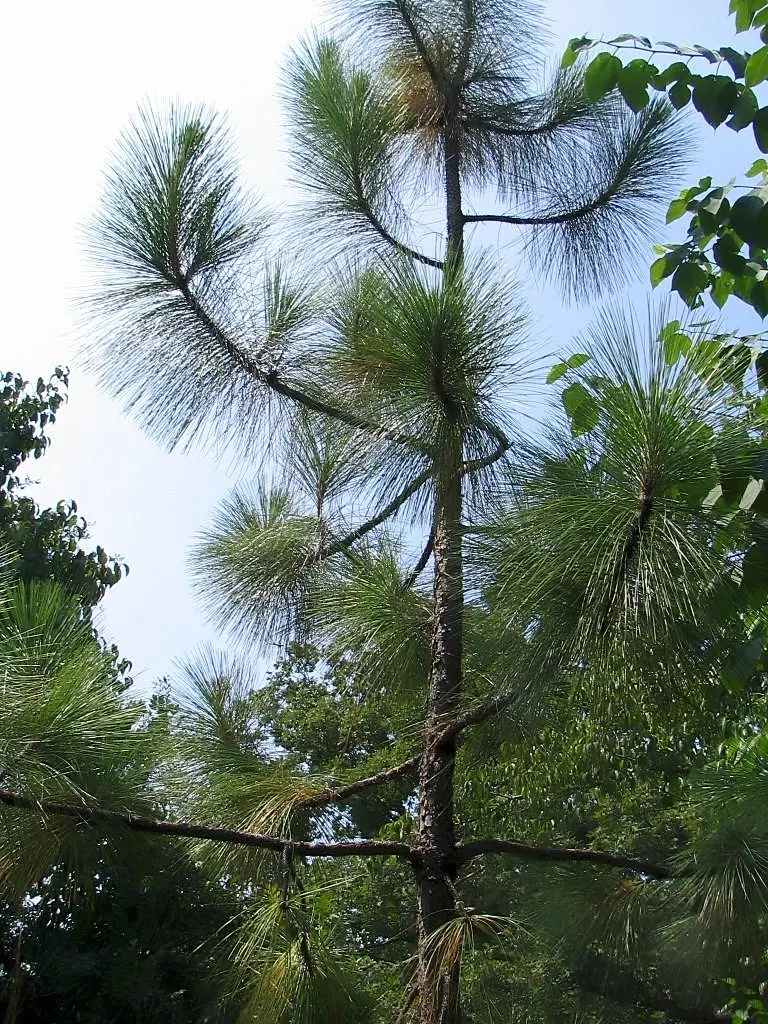 Longleaf Pine (Pinus Palustris) — reaching heights of 100-120 feet with a 2-2.5 feet diameter