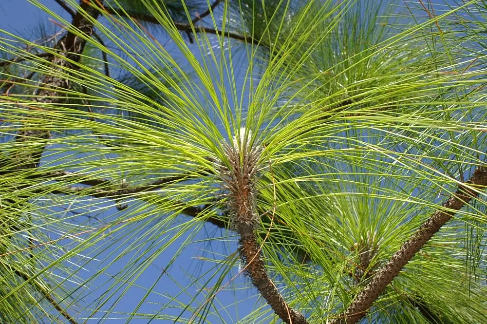 Longleaf Pine (Pinus Palustris) — embodying strength and permanence in the landscape