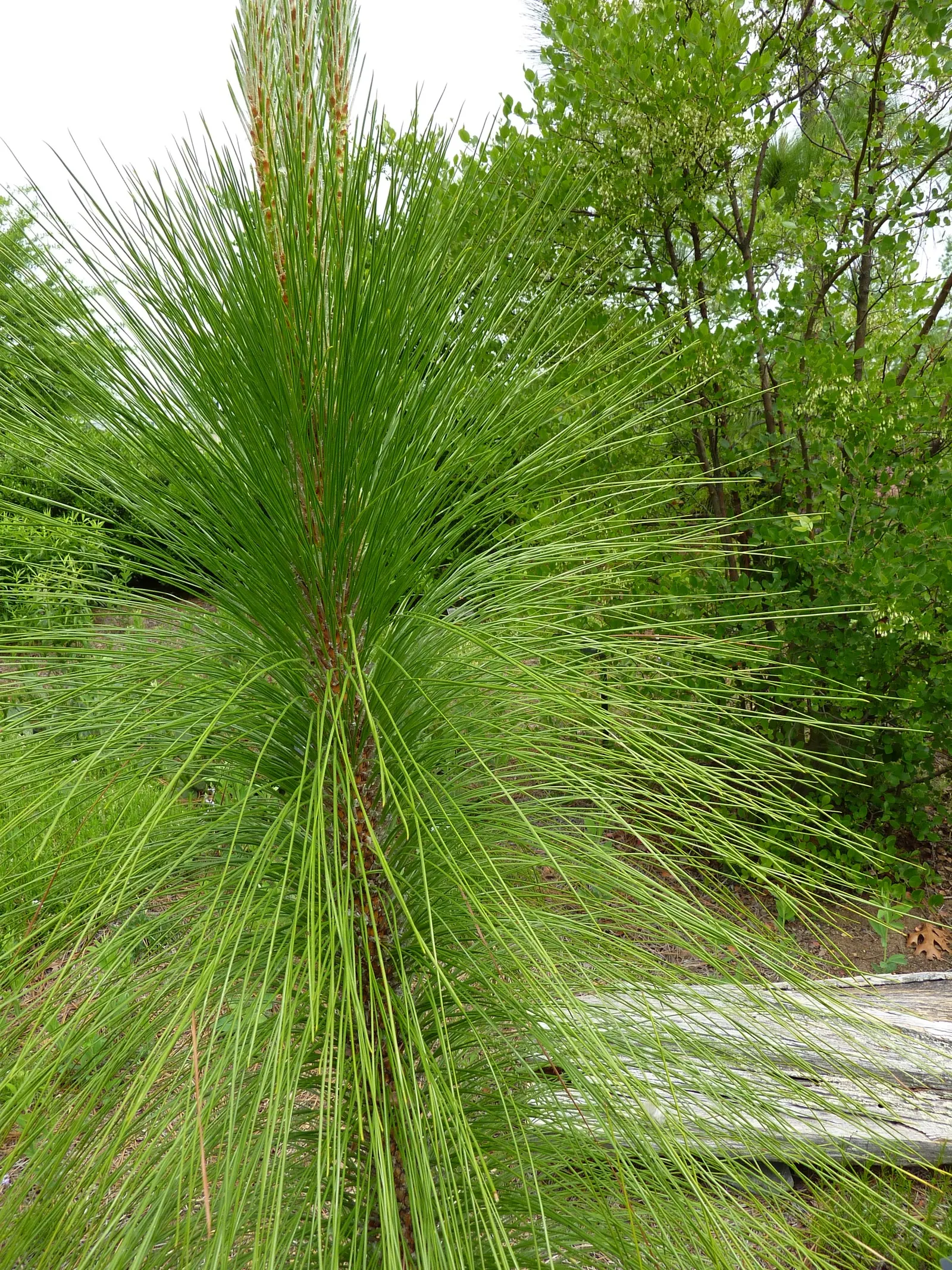 Longleaf Pine (Pinus Palustris) — with a canopy spread of up to 40 feet at maturity