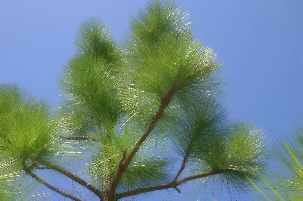 Longleaf Pine (Pinus Palustris) — These needles create a soft, feathery texture that contrasts strikingly with the reddish-brown, scaly bark