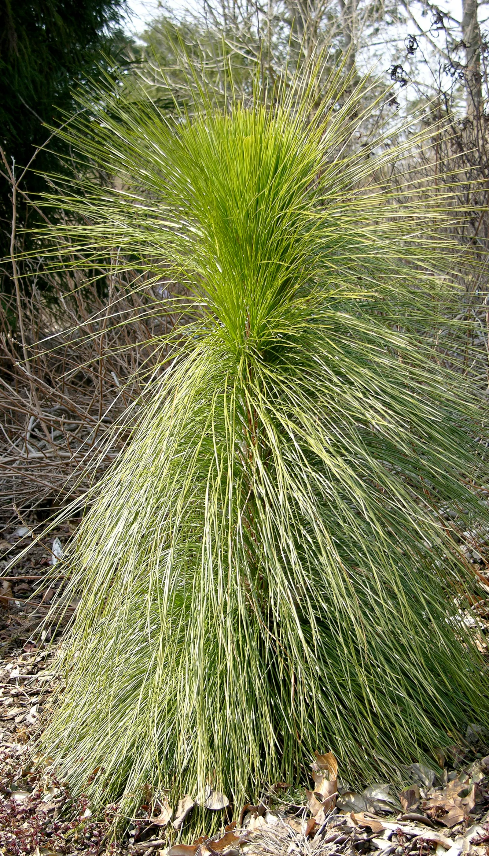 Longleaf Pine (Pinus Palustris) — and are grouped in fascicles of three; the Longleaf Pine (Pinus palustris) is renowned for its towering stature and longevity