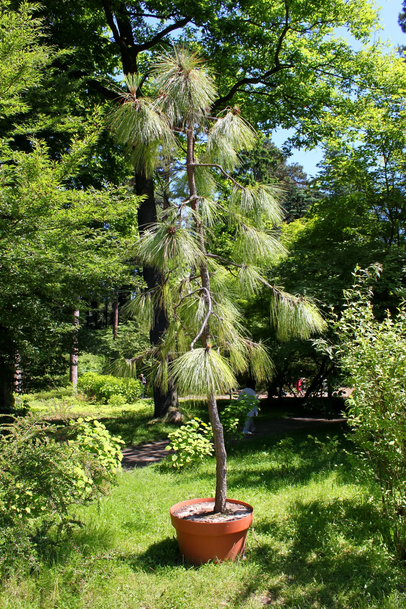 Longleaf Pine (Pinus Palustris) — the Longleaf Pine produces conspicuous cones that are 6 to 10 inches in length; characteristic of its native habitat in the